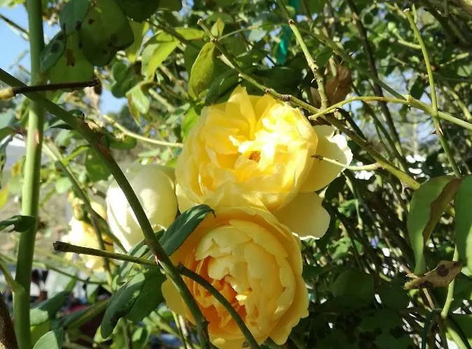 Alloggio per agriturismo Agriturismo Ca' Preda *