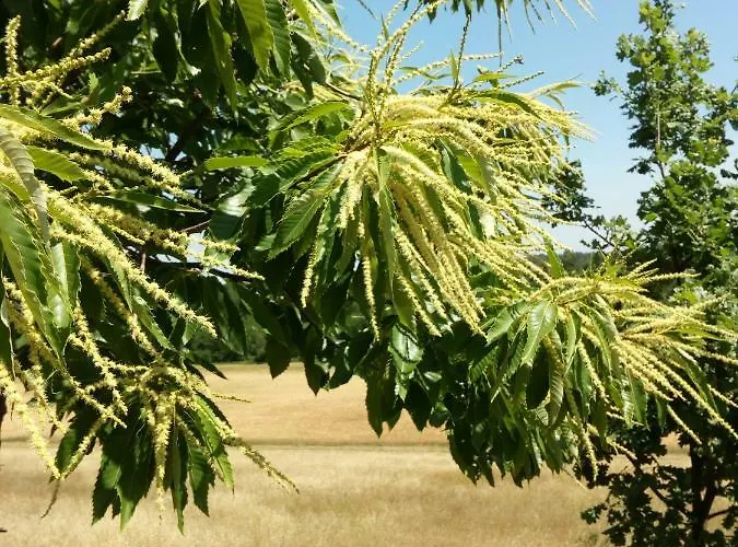 Agriturismo Ca' Preda Alloggio per agriturismo San Giorgio Piacentino